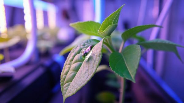 Top 7 engrais bio pour optimiser la culture hydroponique